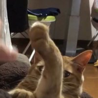 前足を上に上げる猫