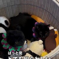 ぬいぐるみ入れに入った猫