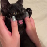 鳴いている子猫