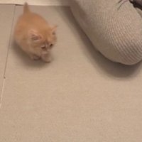 飼い主の隣にいる子猫