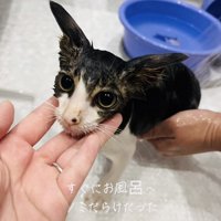 ママにシャンプーしてもらう子猫