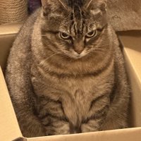 怒った表情で段ボール箱に入っている猫