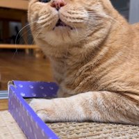 小さく口を開ける猫