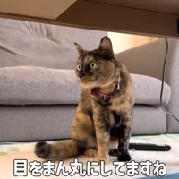 テーブルの下にいる猫