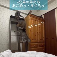 タンスの上から踏み台を使って降りてくる猫たち