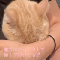 腕に顔を埋める猫