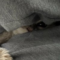 抱かれている猫