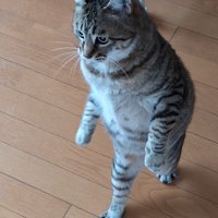 二足歩行しているような猫