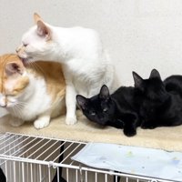 むぎくんを舐めて