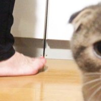 カメラ目線で迫る猫