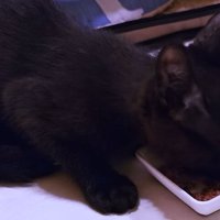 ご飯を食べる子猫