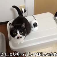 テロップ「そんなことより～」