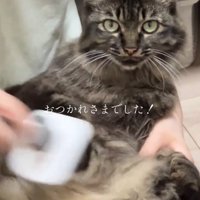 カメラ目線の猫