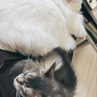 飼い主の膝の上に乗る2頭の猫