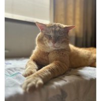室内にいる猫