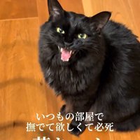 床に座って鳴いている猫