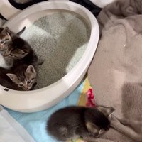 保護した直後の子猫たち