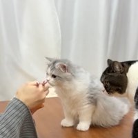 机の上にいる2匹の猫