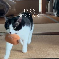 ぬいぐるみをくわえる猫