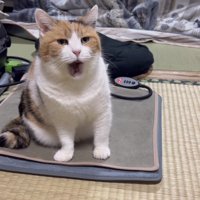 満足そうなミケ