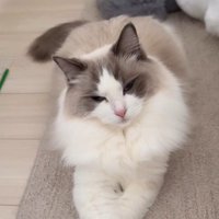 手をクロスする猫