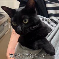 抱っこ紐に入った猫