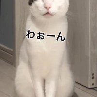 「わぉーん」という声で鳴く猫