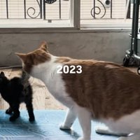 子猫を目で追う茶白猫