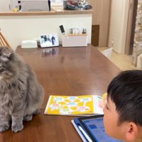 男の子とテーブルの上の猫