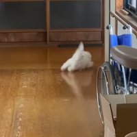 廊下を曲がろうとする猫