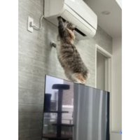 テレビの上の猫