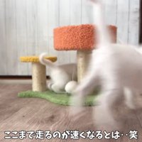 走る子猫たち