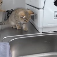 ねこちゃん登場