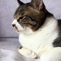 素知らぬ顔をする猫