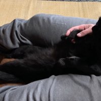 足の間に座る猫