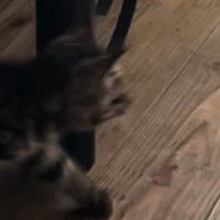 家の中を歩き回る子猫