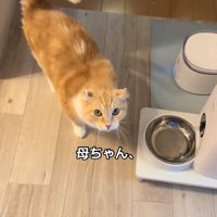 自動給餌器の前でカメラを見上げる猫