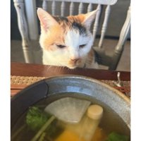 テーブルの前にいる猫