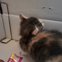 段ボールの中で後ろを振り返る子猫