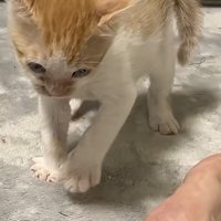 強そうにふるまう猫