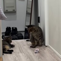 廊下でおもちゃを姉キジトラ猫に渡す弟キジトラ猫