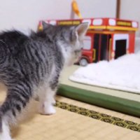 白い布に向かって歩く猫