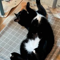 仰向けに寝転がる白黒猫