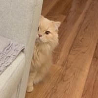 ソファの陰から体を半分出して飼い主を見つめる猫