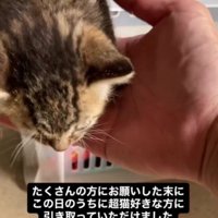てのひらと猫