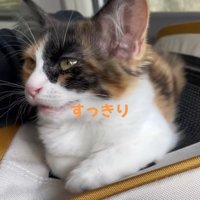 キャリーバッグの上で香箱座りをしている子猫「すっきり」