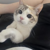 人にくっつく猫