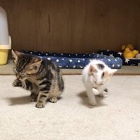 毛づくろい