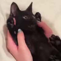 バンザイしている子猫