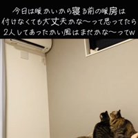 エアコンを見つめる2匹のキジトラ猫